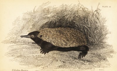短喙针鼹，Tachyglossus aculeatus.，1841 年（雕刻） 作者 乔治·罗伯特·沃特豪斯