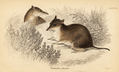 南方棕色袋鼬，Isoodon obesulus。濒危。,1841（雕刻） 作者 乔治·罗伯特·沃特豪斯