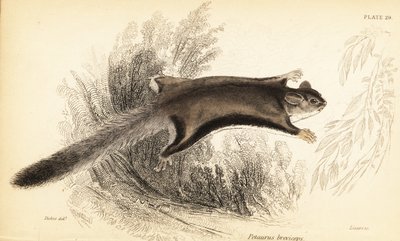 蜜袋鼯，Petaurus breviceps，1841 年（雕刻） 作者 乔治·罗伯特·沃特豪斯