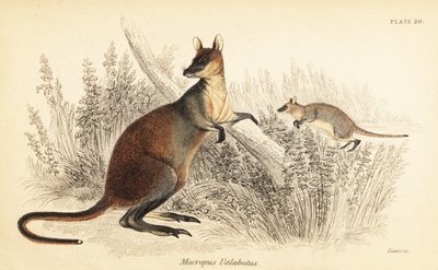 沼泽袋鼠，双色袋鼠。 ,1841（雕刻） 作者 乔治·罗伯特·沃特豪斯