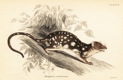 虎袋鼬，Dasyurus maculatus.，1841 年（雕刻） 作者 乔治·罗伯特·沃特豪斯