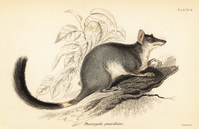 Tuan 或普通 wambenger，Phascogale Tapoatafa。 ,1841（雕刻） 作者 乔治·罗伯特·沃特豪斯