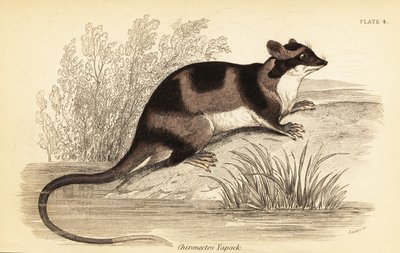 水负鼠，Chironectes minimus。1841年（雕刻） 作者 乔治·罗伯特·沃特豪斯