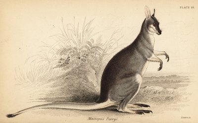 鞭尾小袋鼠，Macropus parryi.,1841（雕刻） 作者 乔治·罗伯特·沃特豪斯