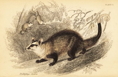 白耳负鼠，Didelphis albiventris。1841年（雕刻） 作者 乔治·罗伯特·沃特豪斯
