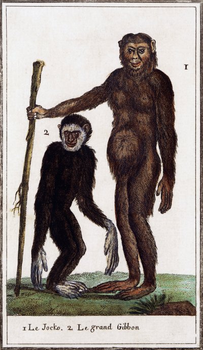 Jocko、黑猩猩或长臂猿，Histoire naturelle 插图，布丰伯爵乔治·路易斯·勒克莱尔 (Georges-Louis Leclerc)（1707-1788 年）绘制，水彩版画 作者 布冯乔治