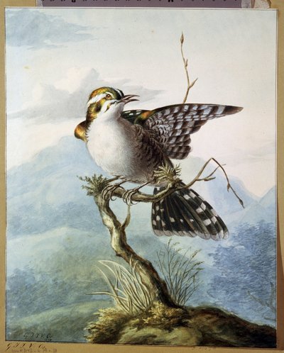 "Un petit oiseau"（小鸟） Georgius Jacobus Johannes van Os（1782-1861 年）的水彩画 1798 年 莫斯科波奇金博物馆 作者 乔治·雅各布斯·约翰内斯·范·奥斯