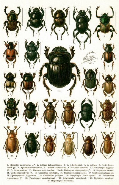 Antique Print of Varieties of European Beetles, c.1910 (chromolithograph) 作者 乔治·雅各布森（Georgiy Jacobson）