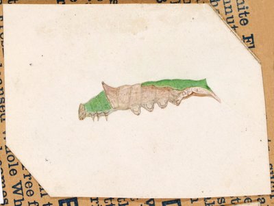 橡树叶缘毛毛虫》，为学习《动物王国中的隐藏色彩》一书而作 作者 杰拉尔德·H·塞耶