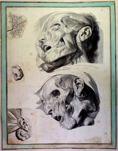 去皮的人头：肌肉和骨架清晰可见。Gerard de Lairesse（1640-1711）为Govert Bidloo（或Govard）（1649-1713）的 "Anatomia Humani Corporis "绘制的版画 18世纪 巴黎医学院图书馆 作者 热拉尔·德·莱瑞斯