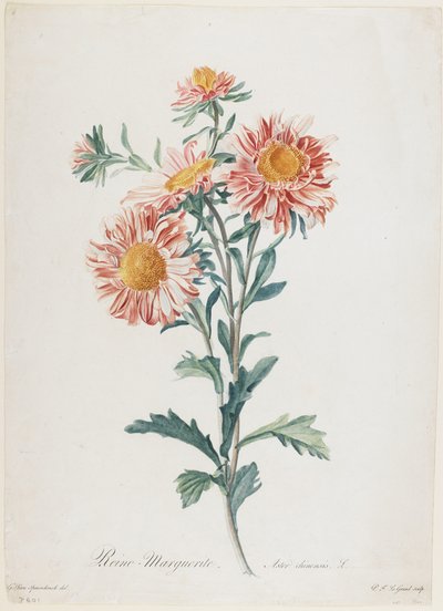 玛格丽特女王，来自自然界的鲜花，c.1800（手工点画雕刻） 作者 Gerard van Spaendonck