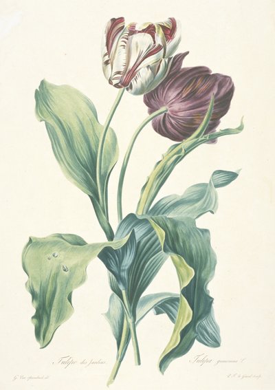 花园郁金香，来自于《自然后的甜点花》，约1800年。 作者 杰拉德范斯潘东克