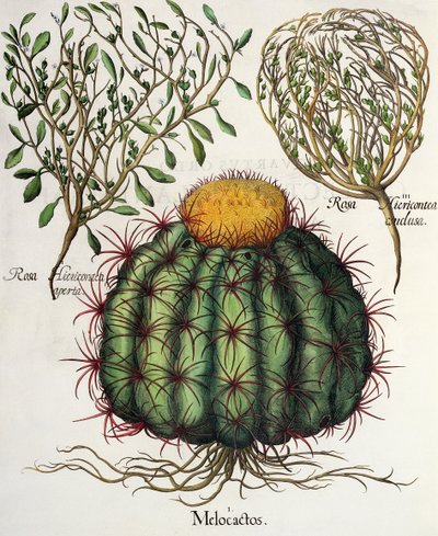 1.Melocactus; 2.Rosa Hiericontea打开; 3.Rosa Hiericontea由罗勒Besler（1561年至1629年），酒吧的Eystettensis结束。 1613 作者 德国学校