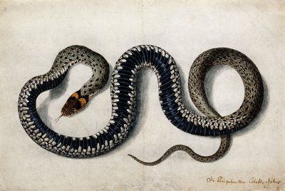 草蛇，约1675年至1700年 作者 德国学校