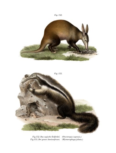 Aardvark，1860年 作者 德国学校