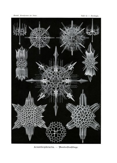 Acanthophracta，1899-1904 作者 德国学校