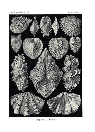 Acephala，1899-1904 作者 德国学校