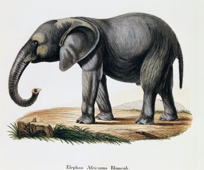 非洲象（Elephas africanus），摘自《哺乳动物图鉴》，作者约翰-克里斯蒂安-丹尼尔-冯-施雷伯（1739-1810），由IC-博克根据A-弗莱施曼的绘图雕刻，德国。 作者 德国学校