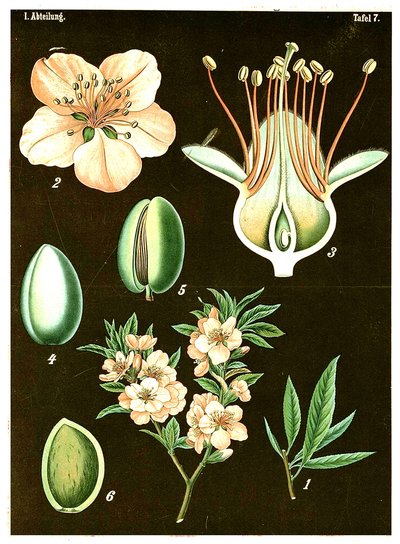 杏仁（Prunus Amygdalus）c.1890（彩色石版画） 作者 德国学校