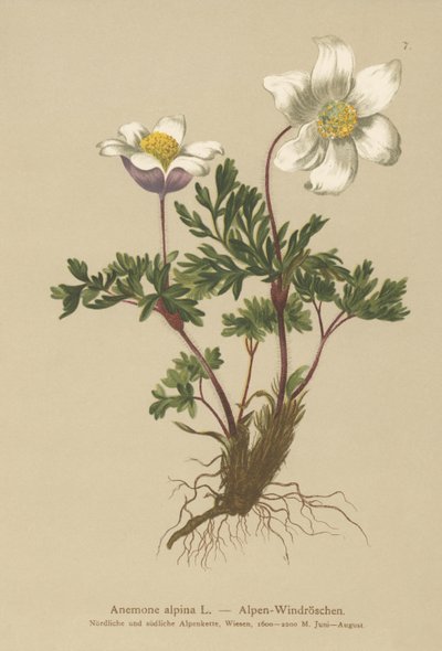 高山银莲花（Anemone alpina，Pulsatilla alpina） 作者 德国学校