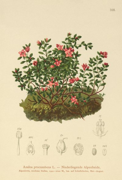 高山杜鹃花（Azalea procumbens，Loiseleuria procumbens，Kalmia procumbens） 作者 德国学校