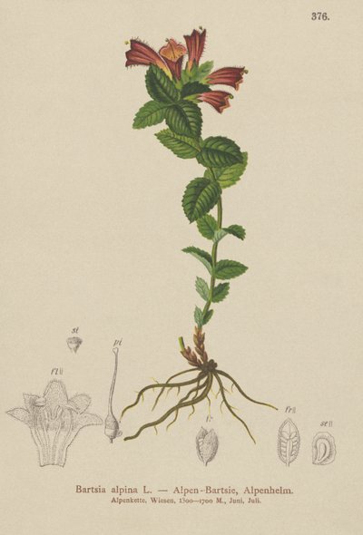 高山蝙蝠（Bartsia alpina） 作者 德国学校