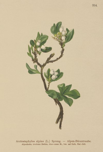 高山熊果（Arctostaphylos alpina，Arctostaphylos alpinus） 作者 德国学校