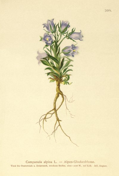 高山风铃草（风铃草alpina） 作者 德国学校