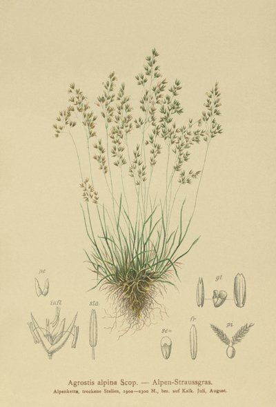 高山Bentgrass（Agrostis alpina，Aira flavescens） 作者 德国学校