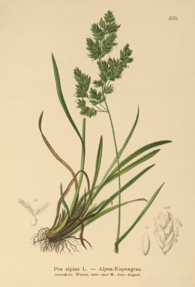 高山蓝草（Poa alpina） 作者 德国学校