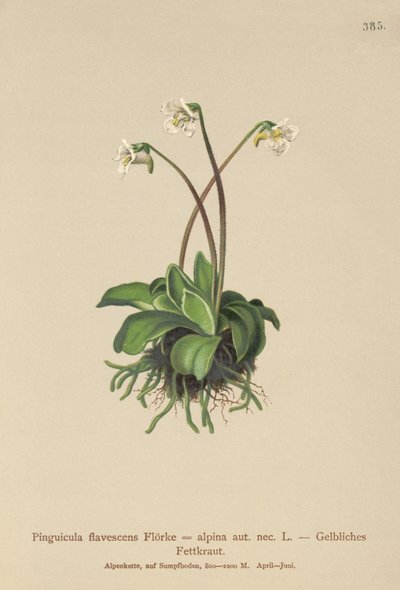 高山Butterwort（Pinguicula flavescens，Alpine Pinguicula） 作者 德国学校