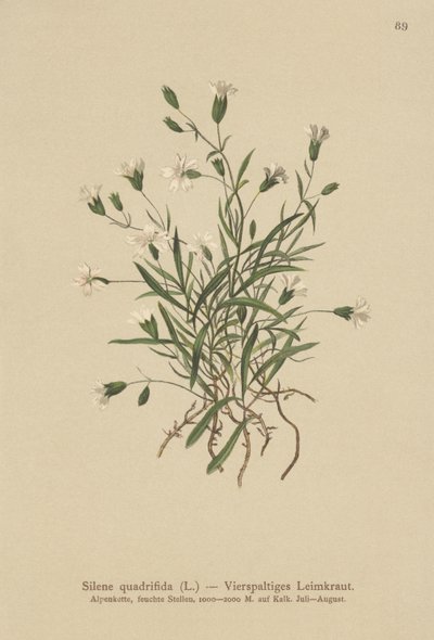 Alpine Campion（Silene quadrifida，Ixoca quadrifida） 作者 德国学校