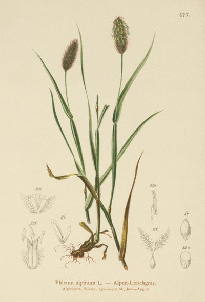 高山猫尾巴（Phleum alpinum） 作者 德国学校