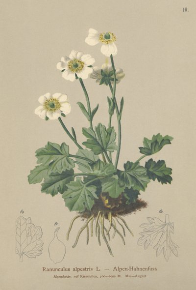 高山乌鸦（Ranunculus alpestris） 作者 德国学校