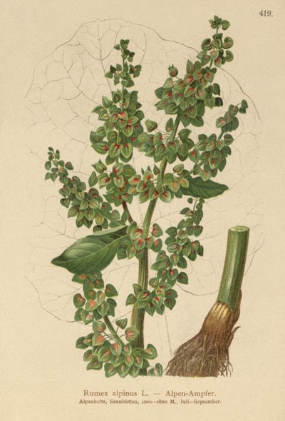 高山码头（Rumex alpinus） 作者 德国学校