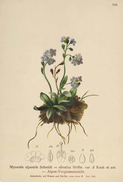 高山勿忘我（Myosotis alpestris，Myosotis silvatica） 作者 德国学校