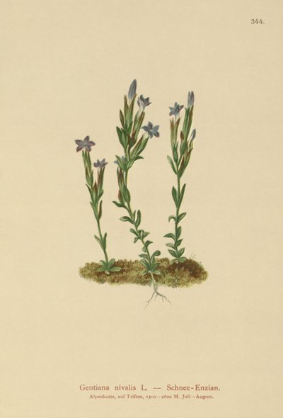 Alpine Gentian（Gentiana nivalis） 作者 德国学校