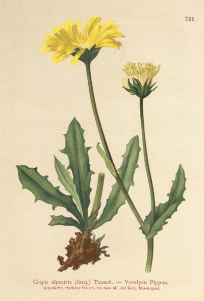 高山鹰胡子（Crepis alpestris） 作者 德国学校