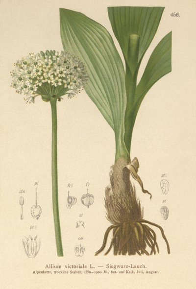 高山韭菜（葱属，葱，洋葱Victorialis，Geboscon Triphylus，plantagmeum大蒜，葱anguinum） 作者 德国学校