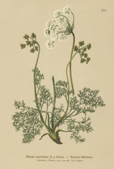 高山独活草（Meum Mutellina，Ligusticum Mutellina） 作者 德国学校