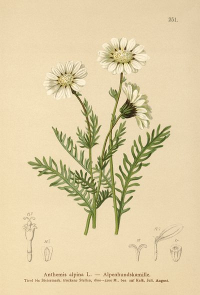 高山梅花草（Anthemis alpina，Achillea oxyloba subsp.schuri） 作者 德国学校