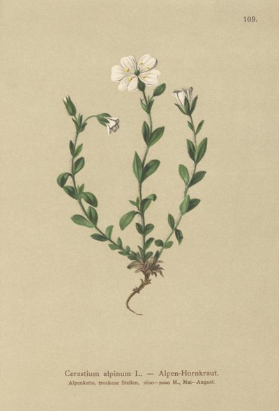 高山鼠耳（Cerastium alpinum） 作者 德国学校