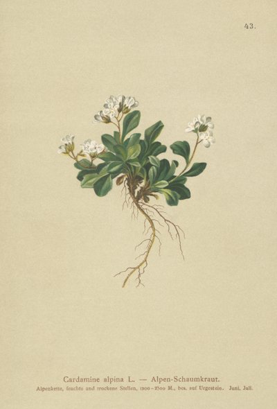 高山北部摇滚（Cardamine alpina） 作者 德国学校