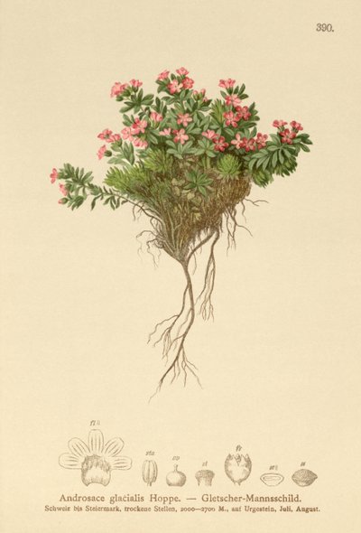 高山岩茉莉（Androsace glacialis，Androsace alpina） 作者 德国学校