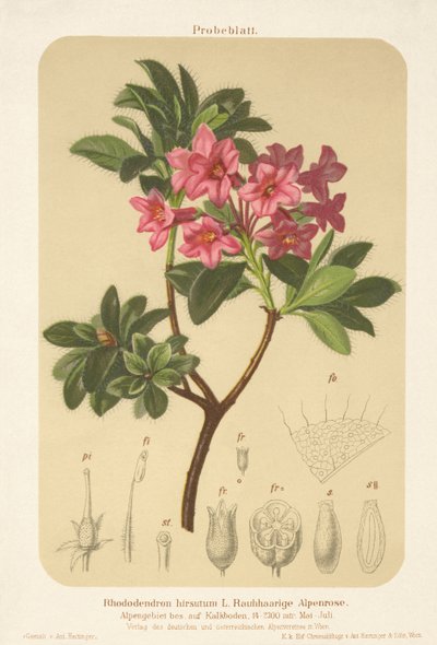 高山玫瑰（Rhododendron hirsutum） 作者 德国学校