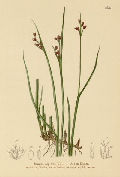 高山蔺草（Juncus alpinus，Juncus alpinoarticulatus） 作者 德国学校