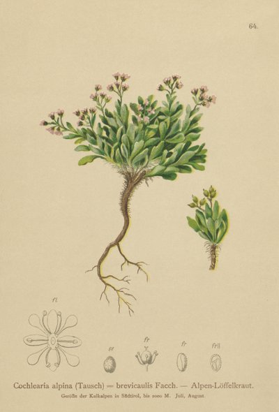 高山Scurvygrass（Cochlearia alpina，Cochlearia brevicaulis） 作者 德国学校
