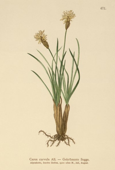 高山薹（Carex curvula） 作者 德国学校
