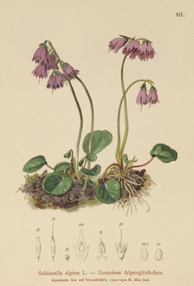 高山雪铃（Soldanella alpina） 作者 德国学校