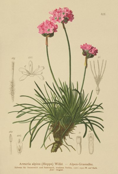 Alpine Thrift（Armeria alpina） 作者 德国学校